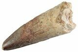 Fossil Spinosaurus Tooth - Feeding Worn Tooth #368074-1